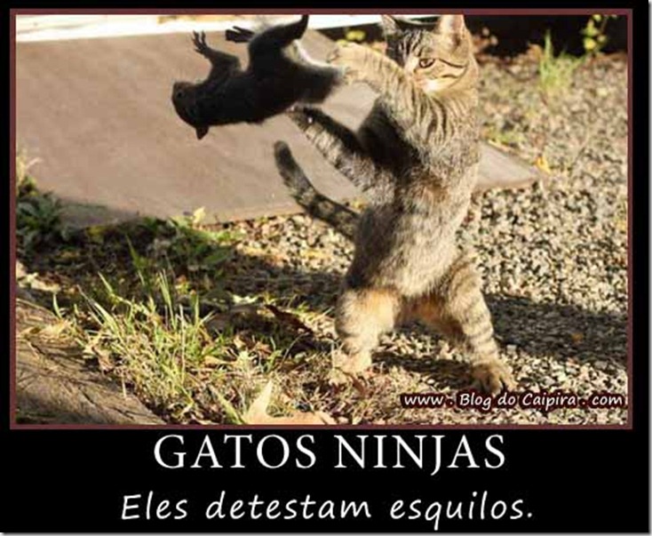gatos-ninjas