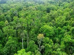 Hasil gambar untuk gambar hutan tropis