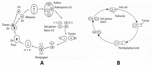 4 Macam Klasifikasi Ascomycota dari Bentuk Askokarp 