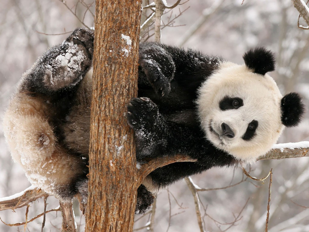 As Cute Baby Panda Wallpaper