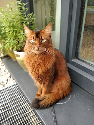 One of the smallest cats in the world is Somali.