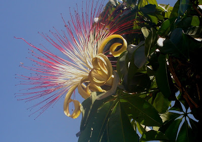 flor da Munguba-Goiânia-foto Elma Carneiro 