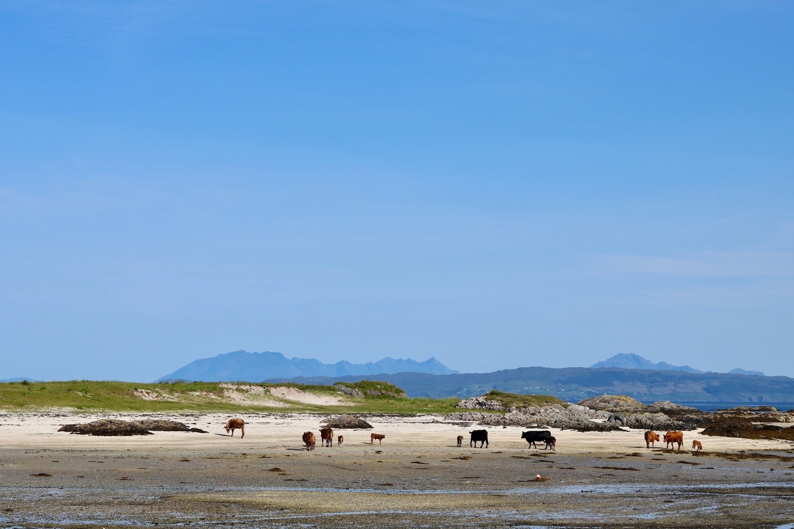 A bunch of cows on the beach of Arisaig going for a swim in the sea, cal mctravels