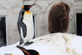 北海道 旭川 旭山動物園 大きすぎるペンギンのヒナ