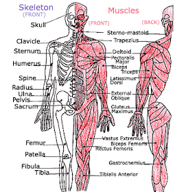 Muscles+of+Human+Body+Diagram+and+particulars