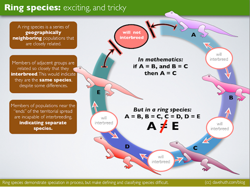 El gradiente de especiación más famoso es el anillo, en el cual las poblaciones próximas son interfértiles, pero las alejadas no lo son.