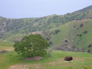 Lone buffalo on Santa Catalina Island