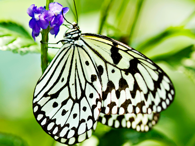 butterfly wallpaper. utterfly wallpaper