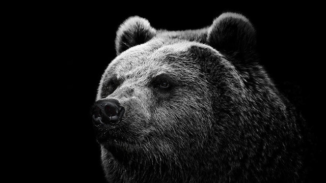 Full HD Bear Wallpaper
