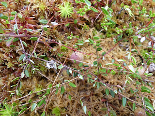 Canneberge commune - Vaccinium oxycoccos