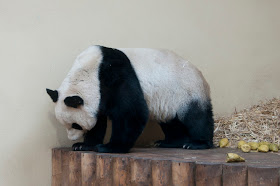cute panda bear photos