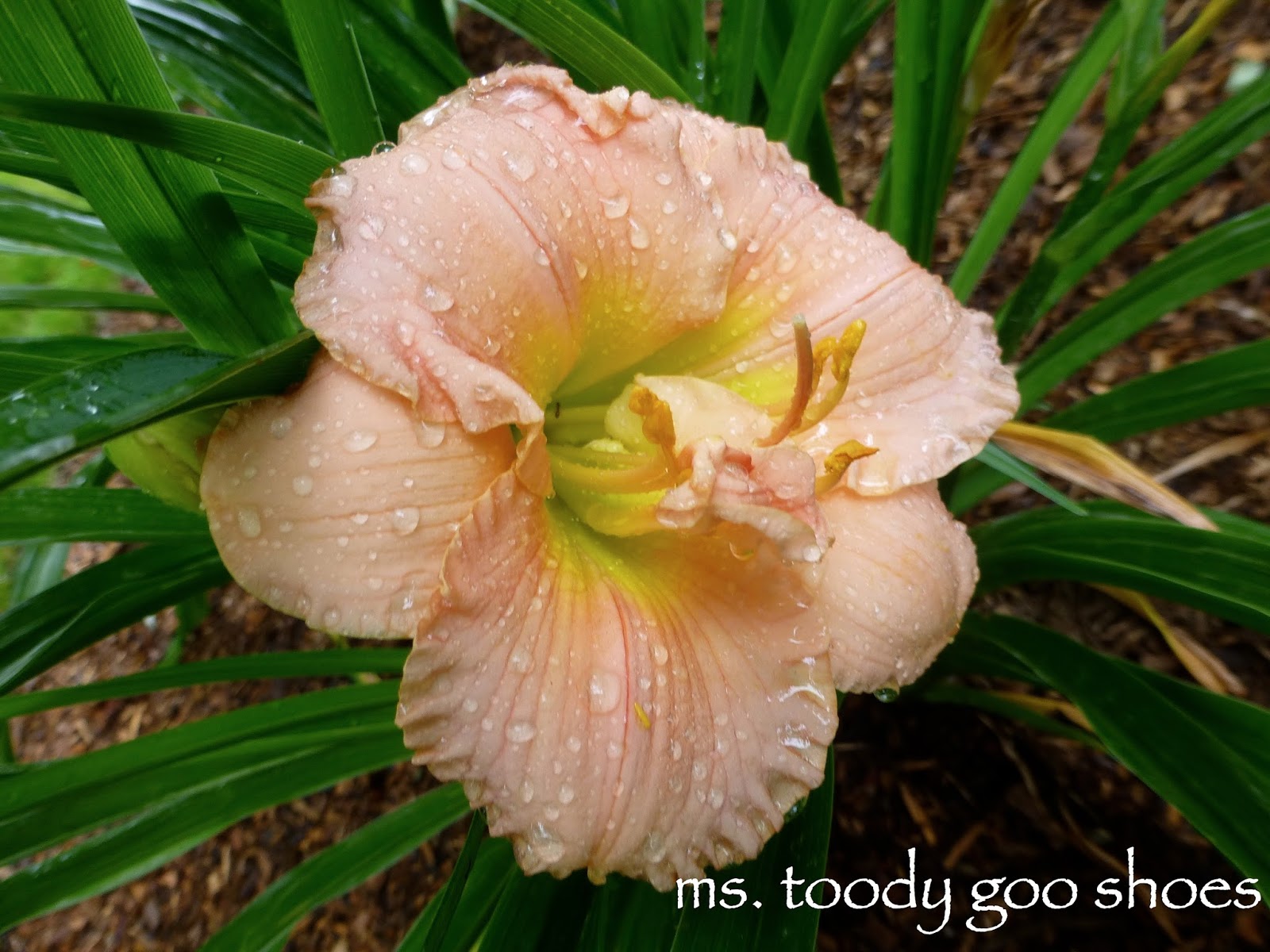 Lovely Lilies by Ms. Toody Goo Shoes