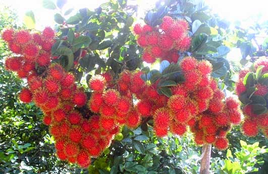 Manfaat Buah Rambutan Bagi Kecantikan