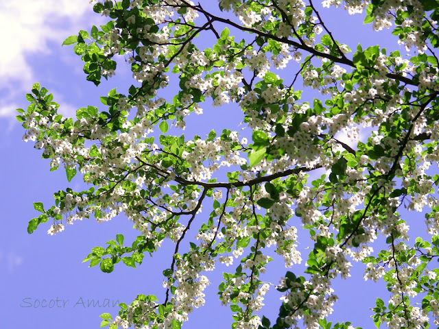 Styrax japonica