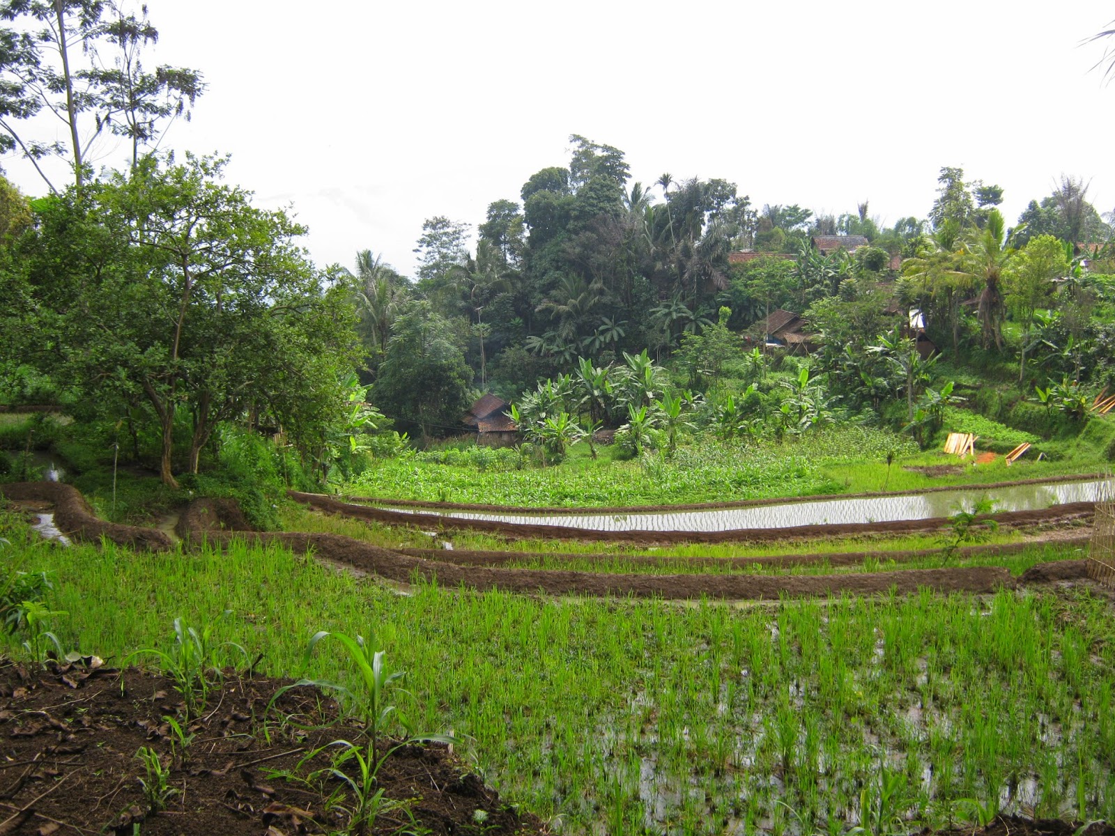 Anak Kampung