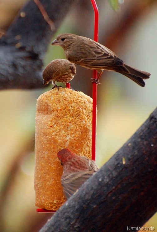 14. new feeder-kab
