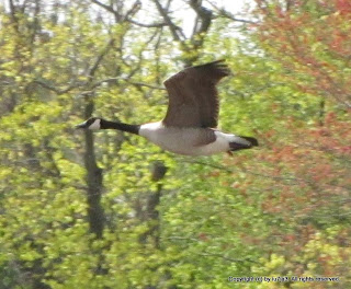 Canada Geese Flying