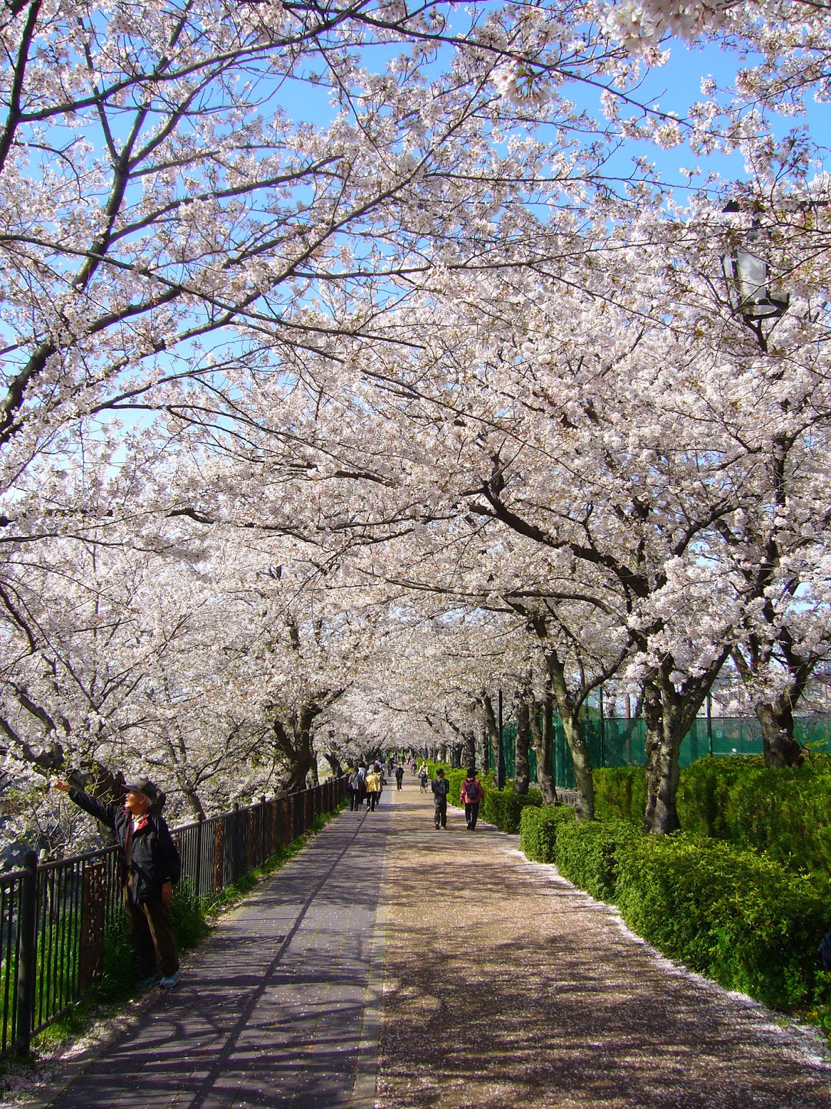 Menikmati Keindahan Bunga Sakura Tepi Sungai Nagoya 