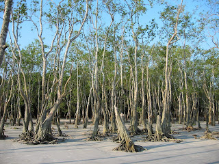 Taman Nasional Sundarbans