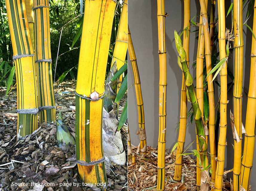 Gambar  tanaman bambu  kuning Directory Tanaman Nama Dan 