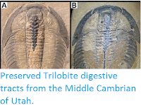 https://sciencythoughts.blogspot.com/2012/03/preserved-trilobite-digestive-tracts.html