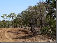 180508 084 Dingo Fence Near Hughenden