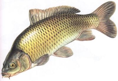 Сазан - Cyprinus carpio