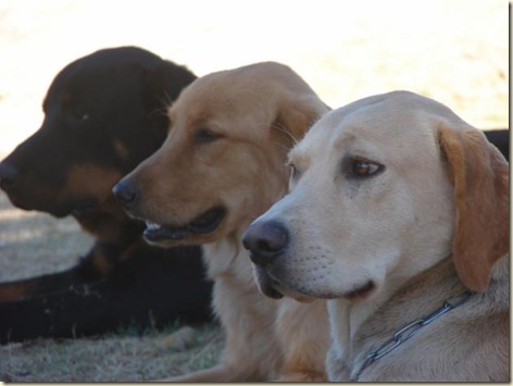 Educación y adiestramiento canino2