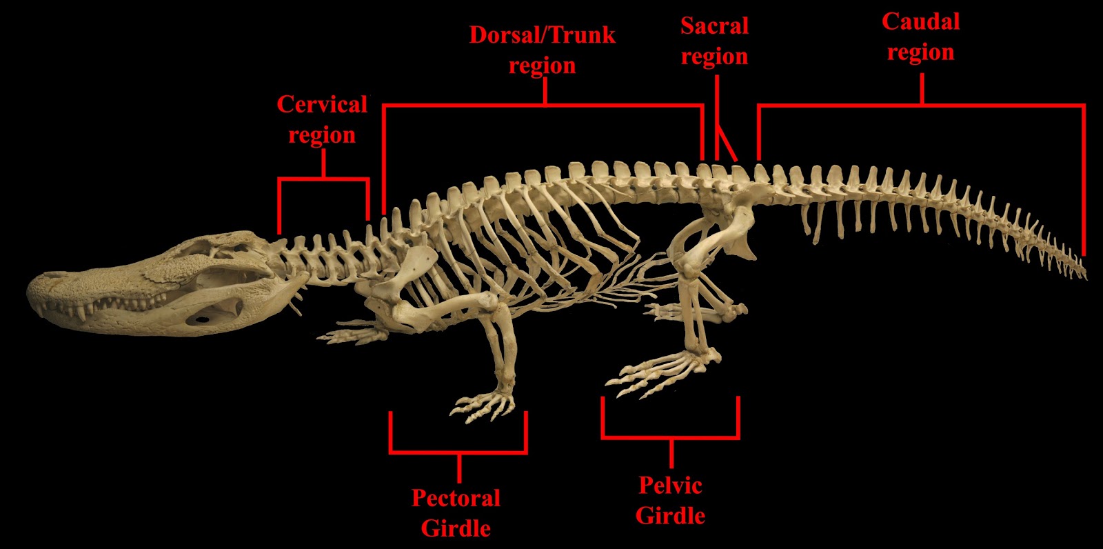 Biology of the Reptilia Laboratory 1 General Anatomy  of 
