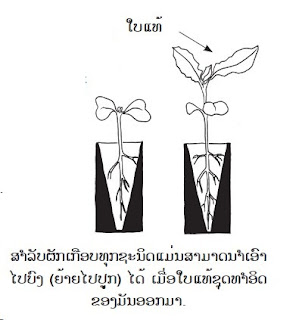 ແກ່ນແນວປູກ, ນ້ຳ, ອາກາດ., ແສງແດດ. ອຸນຫະພູມທີ່ເໝາະສົມ. ການປູກແກ່ນແນວ, ການເອົາແກ່ນແນວໄປປູກເລີຍ, ການກ້າແກ່ນໃນສວນກ້າ