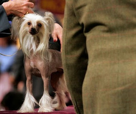  Hair Cuts on Dogs Haircuts 4 Dogs Haircuts 5 Dogs Haircuts 6 Dogs