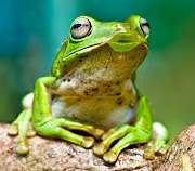 AQUÍ OS PRESENTAMOS FOTOS DE ANIMALES CURIOSOS (animales graciosos rana besucona)