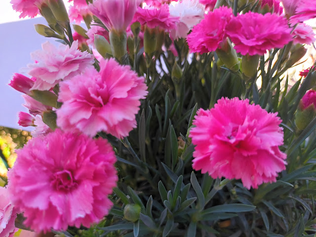 Clavel Ten nelke (Dianthus caryophyllus var. Ten nelke).