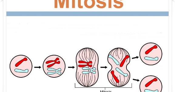 Mitosis: Pengertian, Ciri-ciri, & Proses