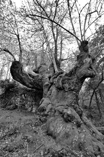 souto de entrambosrios ribeira sacra ourense chandrexa parada de sil