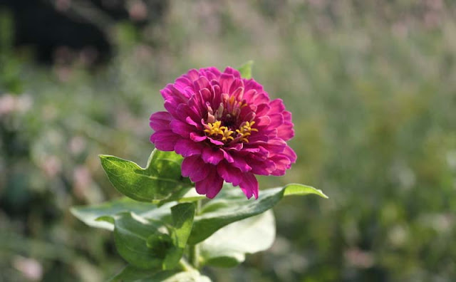 Zinnia Flowers