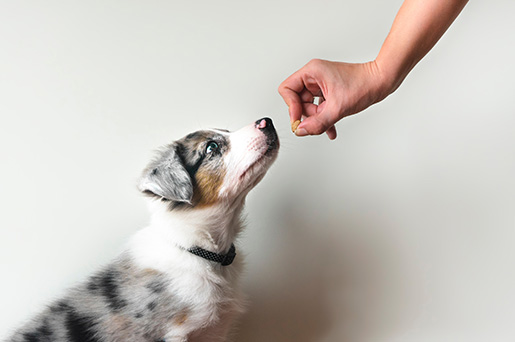 Drontal dla psa – tabletki na odrobaczanie