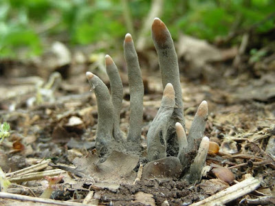 Dead man's finger fungus image,Xylaria polymorpha image