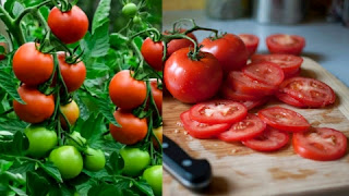 Tomatoes lower Cancer risk