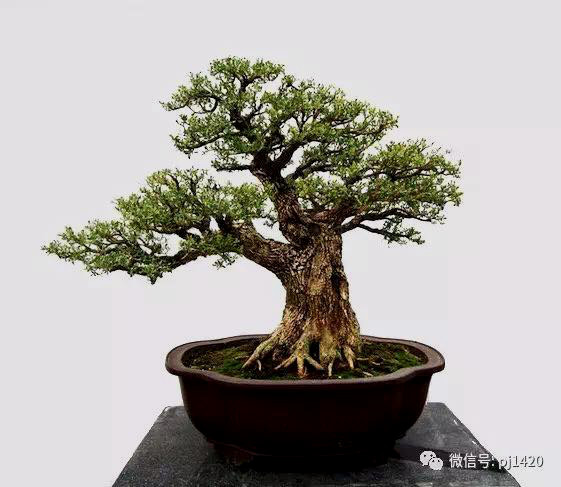 Inspirasi Gambar Bonsai Buxus