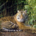 Harimau Sumatera Mati di Taman Rimba Jambi