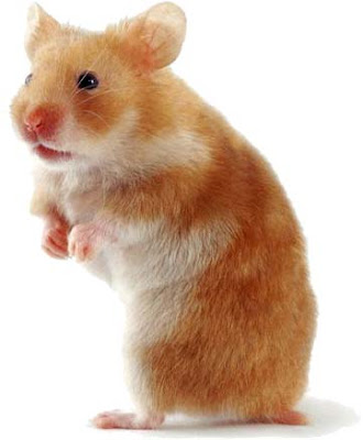 Funny Hamster Pictures ~ Animal Pictures Gallery