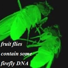 fruit flies