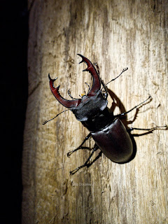 Lucanus cervus mâle sur la défensive !