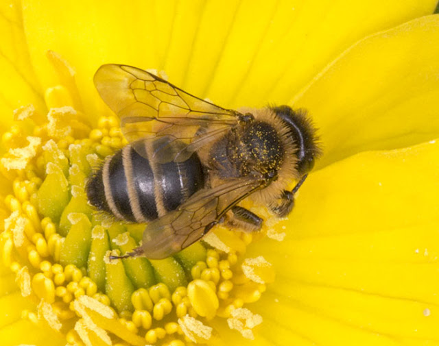 Yellow-legged Mining Bee, Andrena flavipes, on a Marsh Marigold, Caltha palustris, in the pond in Spring Park, 24 April 2013.