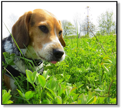 Beagle