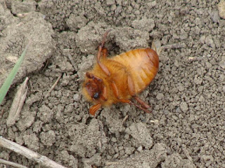 Amphimallon assimile DSC75441