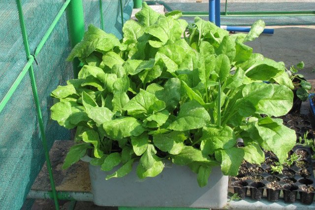 fastest-growing and easiest-to-grow vegetables