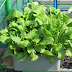 Top 10 Fast Growing Vegetables For Gardeners