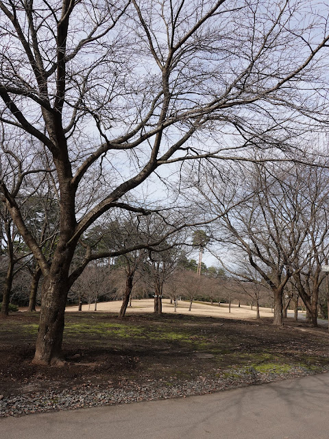 とっとり花回廊　桜の広場